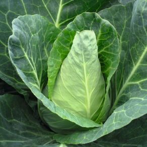 (C) Oxeheart Cabbage Caraflex F1 seeds (30s) (122981)