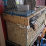 gerbils with cage Image 7