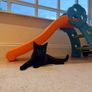 Relisting Two 7 Month Old Kittens Looking for a Loving Home Together Image 5
