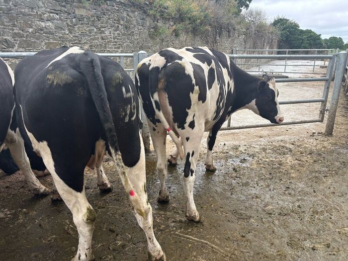 Top class feeding cows
