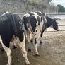 Top class feeding cows Image 3