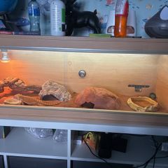 bearded dragon