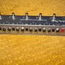 Harley Benton Stomp control -4 ISO Image 2