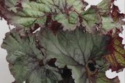 Begonia