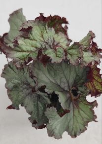 Begonia