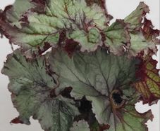 Begonia