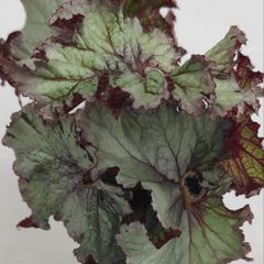Begonia