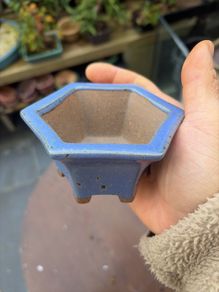 bonsai pot