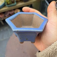 bonsai pot
