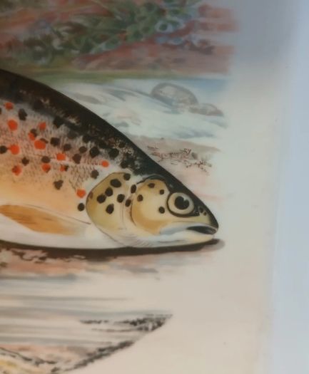 Portmeirion Gillaroo Trout dish
