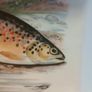 Portmeirion Gillaroo Trout dish Image 4