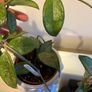 plant Image 3