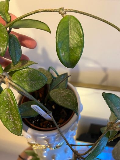 plant