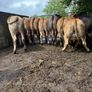 Cattle Image 2