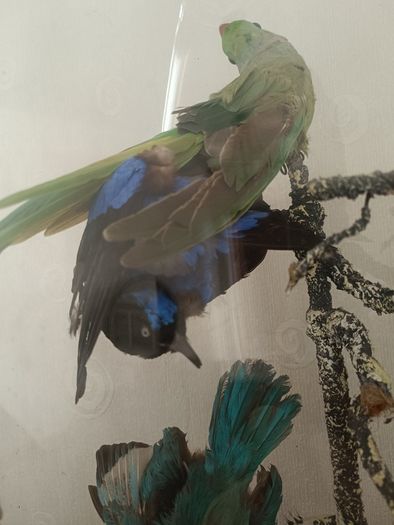 Taxidermy Bird Diorama