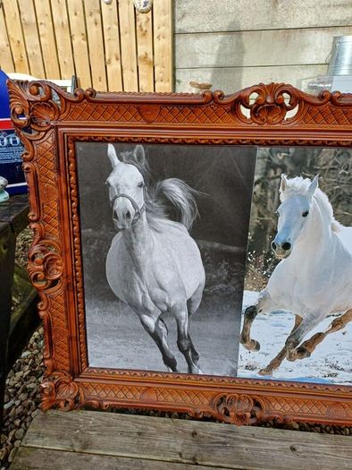 Vintage Equestrian Picture