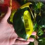 Philodendron Burle Marx Varigated Established Plant Rare Image 3