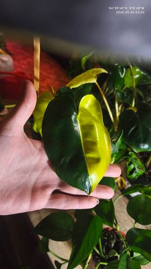 Philodendron Burle Marx Varigated Established Plant Rare