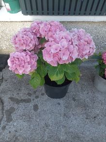 plants