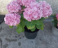 plants