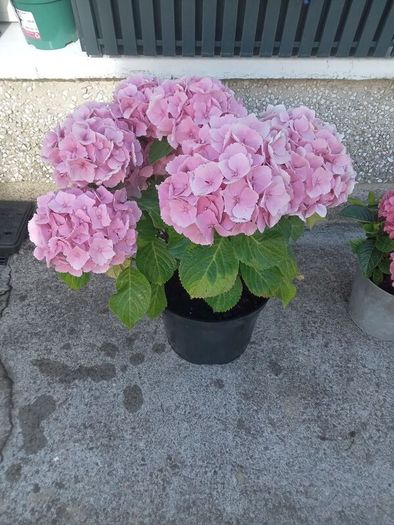 plants