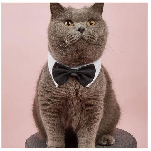 Bow Tie