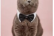 Bow Tie