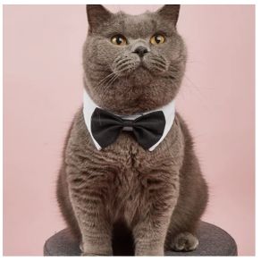 Bow Tie