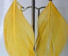 Boho Golden Feather Indie Style Earrings