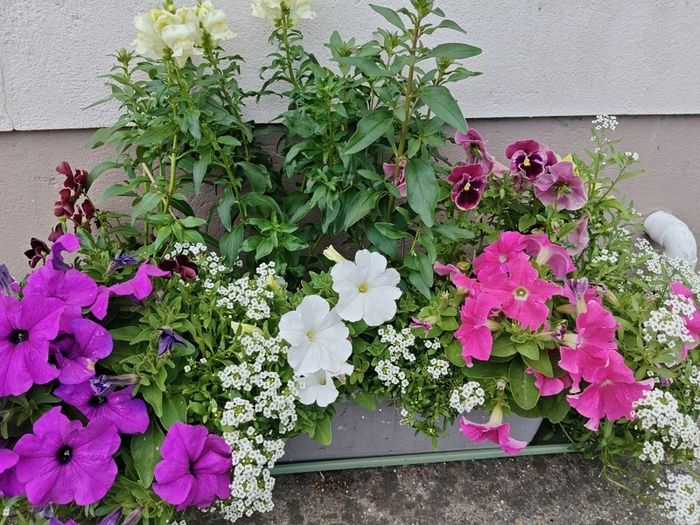 Window box