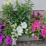 Window box Image 2