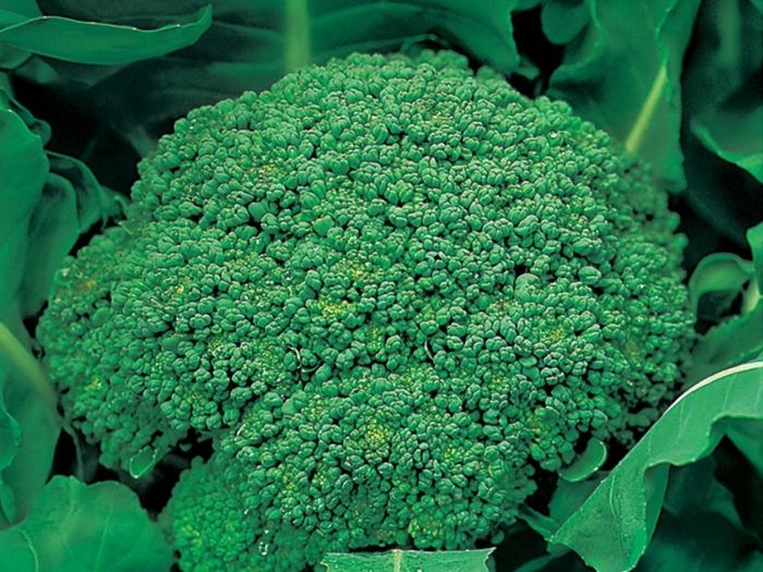 Broccoli Autumn Calabrese Seeds