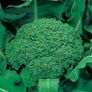 Broccoli Autumn Calabrese Seeds Image 2