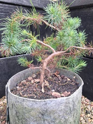 Bonsai
