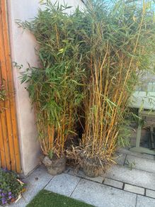 7 mature Bamboo Trees for sale