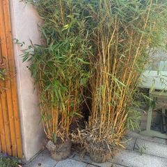 7 mature Bamboo Trees for sale