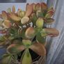 plant Image 4