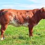 15 exceptional breeding heifers Tullamore mart 3rd Image 3