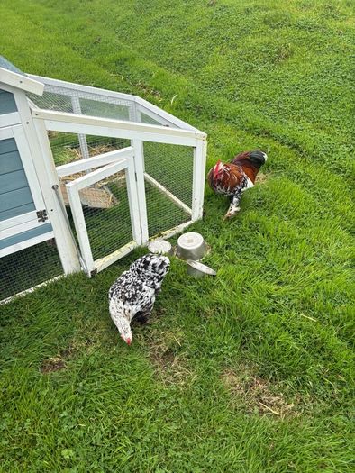 Millefleur Pekin Bantam pair with house