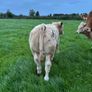 Weaning Bulls & Heifers Mohill Mart Oct 7th & 14th Image 3