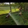 ducklings Image 5