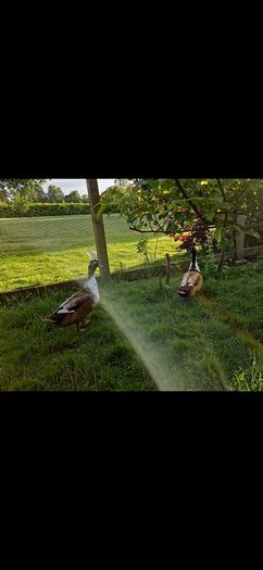 ducklings