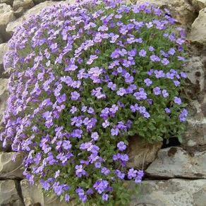 (A) Aubrieta Graeca seeds 0.2g (447323)