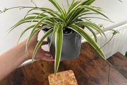 Large spider plant with runners house plant
