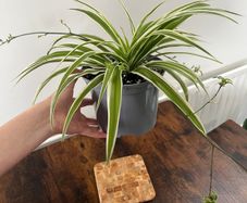 Large spider plant with runners house plant