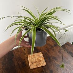 Large spider plant with runners house plant