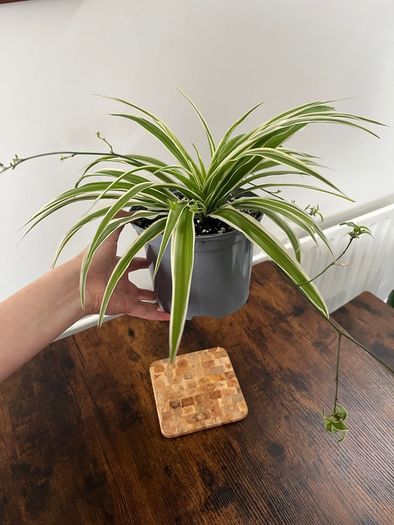 Large spider plant with runners house plant