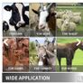 Electric Milking Machine For Farm Cows/goats Vacuum Pump 12cows/hour Milker Image 8