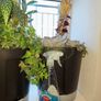 Cabbage tree Image 2