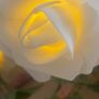 ShabbyChic  Long Velvet feel to touch roses and Frames free Image 2